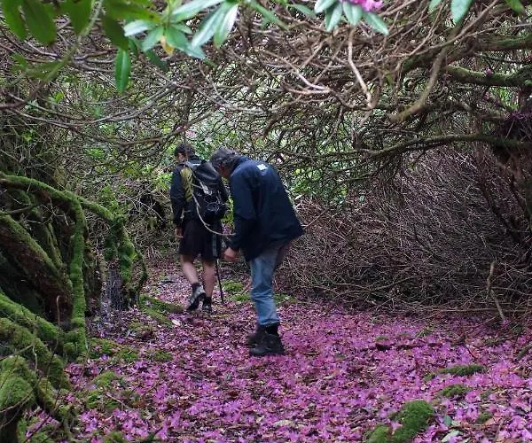 Ivy Steps From National Park * كيلارني