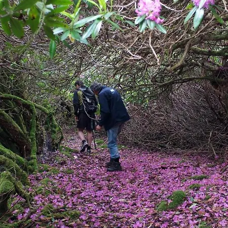 Ivy Steps From National Park * Cill Airne