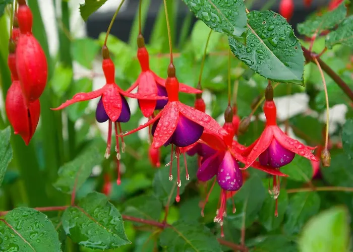 Ivy Steps From National Park Tatil Evi *