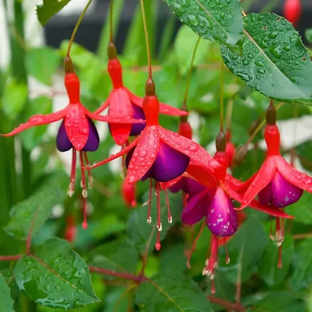 Ivy Steps From National Park Dom wakacyjny *